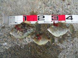 小浦一文字での探り釣りでカワハギ