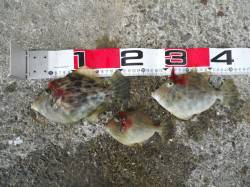 小浦一文字での探り釣りでカワハギ