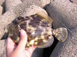 日中にテトラの穴釣り　良型カワハギに満足