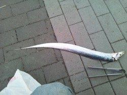 大阪南港での深夜〜早朝ワインド釣果