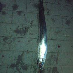 大阪南港のタチウオワインド～6回アタリ、3回バラし