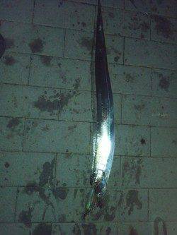 大阪南港のタチウオワインド～6回アタリ、3回バラし