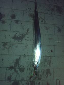 大阪南港のタチウオワインド～6回アタリ、3…