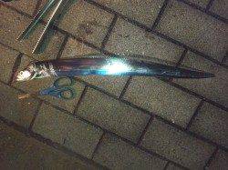 大阪南港でワインド、タチウオの釣果