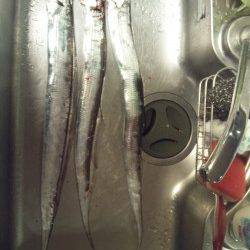 大阪南港のタチウオワインド～6回アタリ、3回バラし