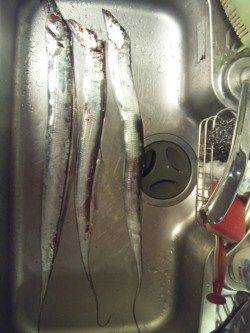 大阪南港のタチウオワインド～6回アタリ、3回バラし