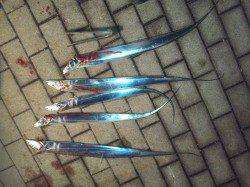 大阪南港でワインド、タチウオの釣果