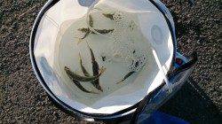 貝塚　飛ばしサビキでアジ＆サバの釣果