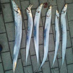 【全て良型】冬を感じるタチウオワインド釣行　