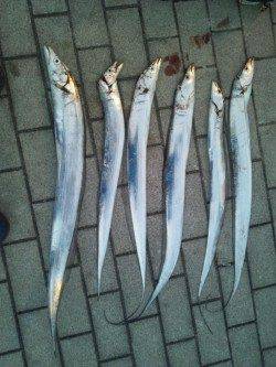 【全て良型】冬を感じるタチウオワインド釣行　