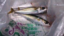 貝塚　飛ばしサビキでアジ＆サバの釣果