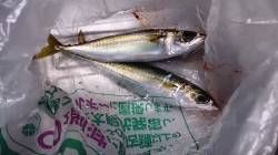 貝塚　飛ばしサビキでアジ＆サバの釣果