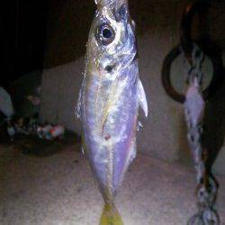 妻鹿でのアジング釣果