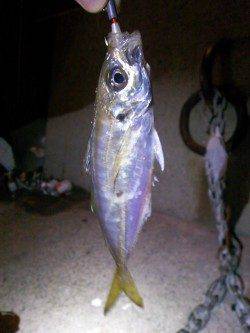 妻鹿でのアジング釣果