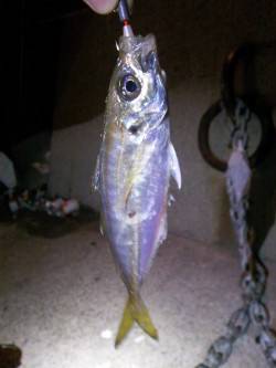 妻鹿でのアジング釣果