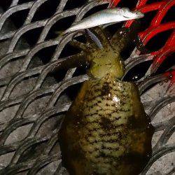 とっとパーク小島　ののりのり天国使用で18時半と19時にアオリイカがヒット☆