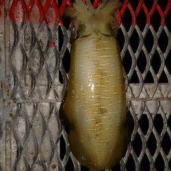 とっとパーク小島　ののりのり天国使用で18時半と19時にアオリイカがヒット☆