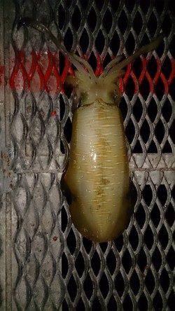 とっとパーク小島　ののりのり天国使用で18時半と19時にアオリイカがヒット☆