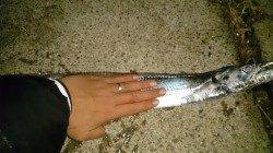 舞洲でワインドが絶好調！　指先4本サイズ90㌢超え♪