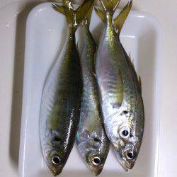 妻鹿でのアジング釣果