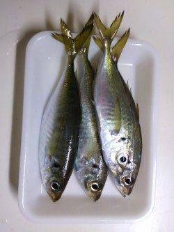 妻鹿でのアジング釣果