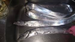 舞洲のタチウオワインド絶好調です♪