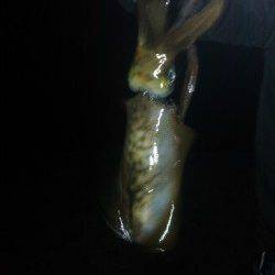 加太漁港でエギング　30分位で一杯目をゲット!!