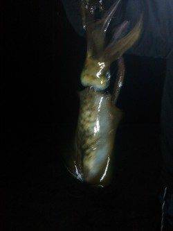 加太漁港でエギング　30分位で一杯目をゲット!!