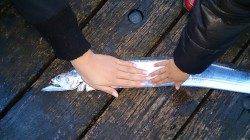 舞洲でワインドが絶好調！　指先4本サイズ90㌢超え♪