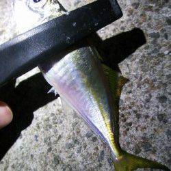 妻鹿漁港でのアジング釣果