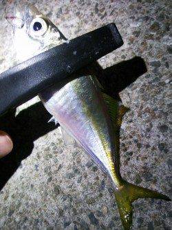 妻鹿漁港でのアジング釣果