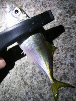 妻鹿漁港でのアジング釣果