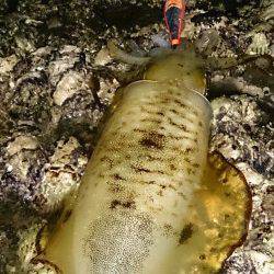 ボトム中心に攻めてキャッチ　市江港でのエギング