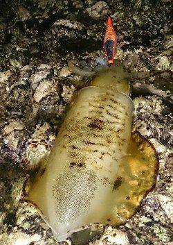 ボトム中心に攻めてキャッチ　市江港でのエギング