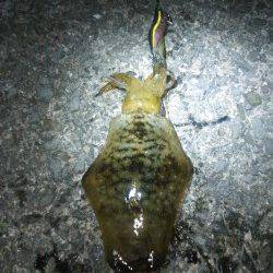 加太漁港でエギング　30分位で一杯目をゲット!!