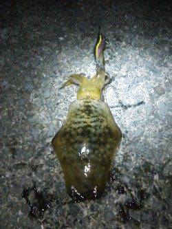 加太漁港でエギング　30分位で一杯目をゲット!!