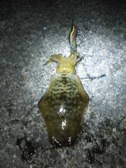 加太漁港でエギング　30分位で一杯目をゲッ…