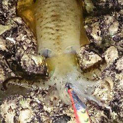 ボトム中心に攻めてキャッチ　市江港でのエギング