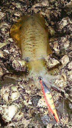 ボトム中心に攻めてキャッチ　市江港でのエギング