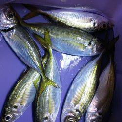 妻鹿漁港でのアジング釣果