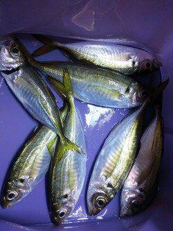 妻鹿漁港でのアジング釣果