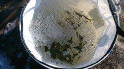 春木ベランダで飛ばしサビキで1時間のアジ釣果