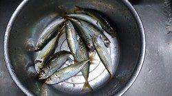 春木ベランダで飛ばしサビキで1時間のアジ釣果
