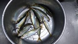 春木ベランダで飛ばしサビキで1時間のアジ釣…