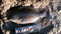 潮吹岩での磯フカセ、エサ取りまだ多く25cmが最大