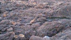 潮吹岩での磯フカセ、エサ取りまだ多く25cmが最大