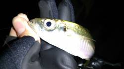 南芦屋浜でアジング、サイズは20cmとだん…