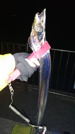 南芦屋浜でサビキ〜タチウオ釣り　指4本サイ…