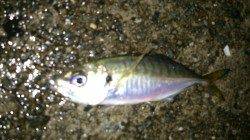 南芦屋浜でアジング、サイズは20cmとだんだんUPしてきました♪