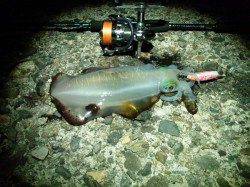 柴山港　エギングでアオリイカ＆アジングは親子対決☆